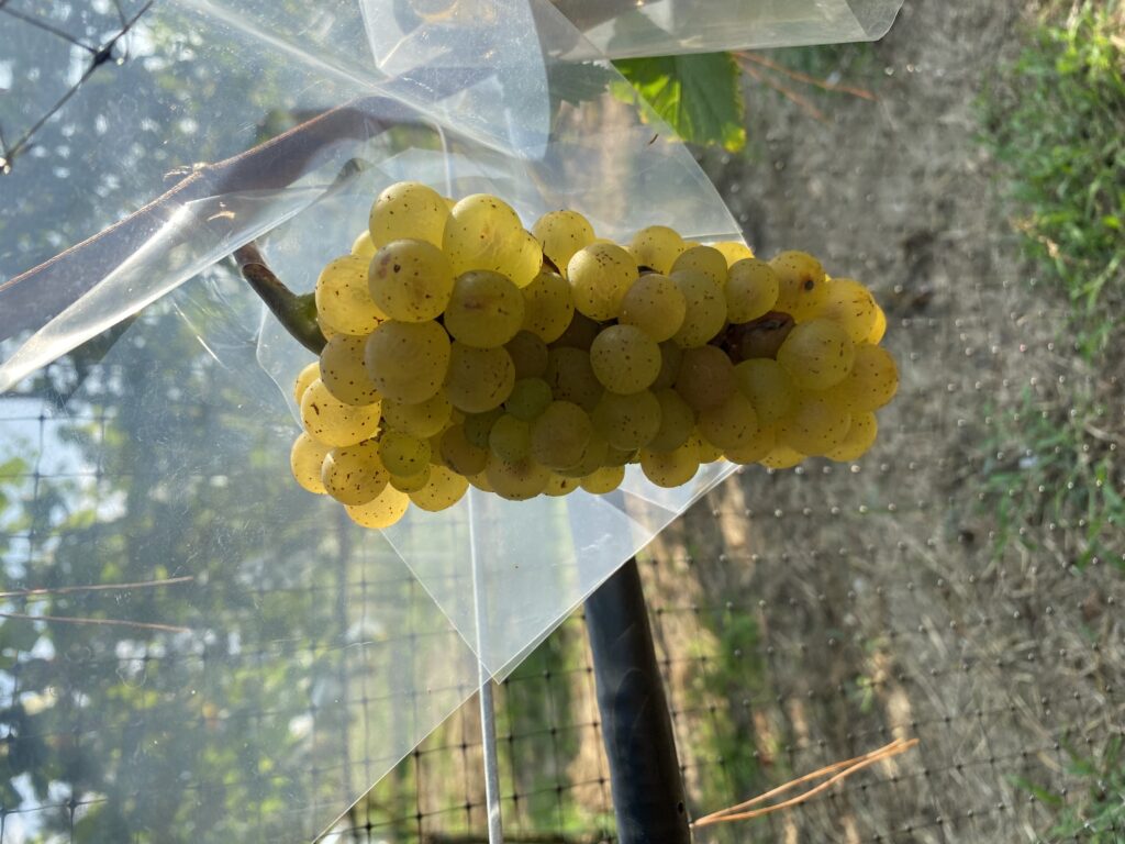 品種とクローン ワイン用のぶどう苗木 Lagphase（ラグフェイズ）